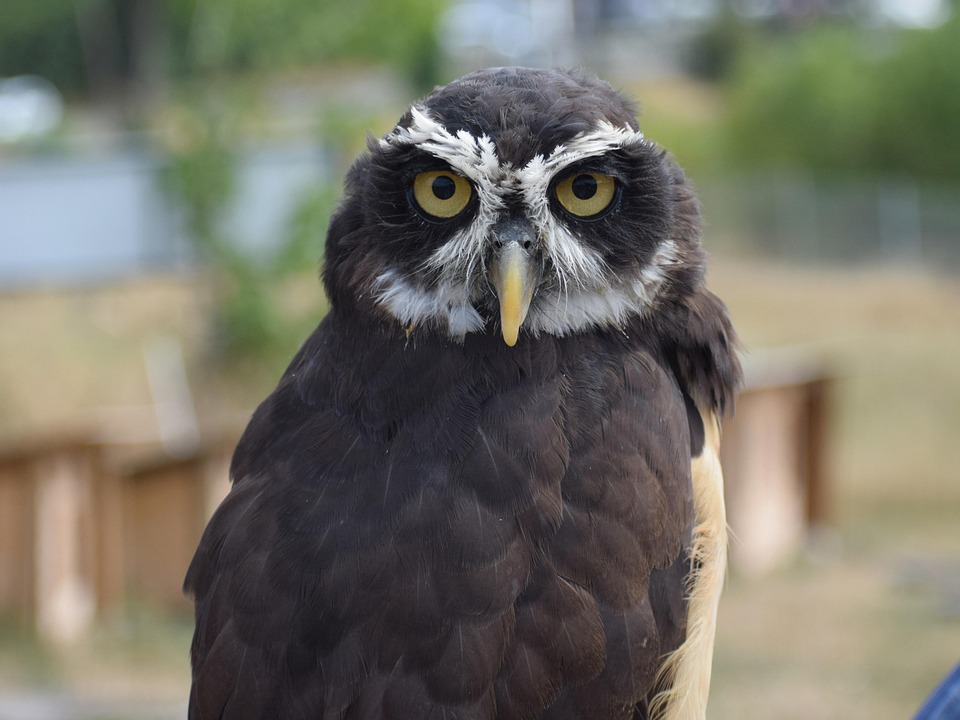 owl-bird-plumage-spectacled-free-photo-on-pixabay