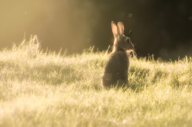 Free Rabbit Bunny photo and picture
