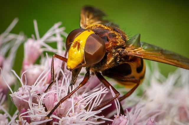 Free Insect Hover Fly photo and picture