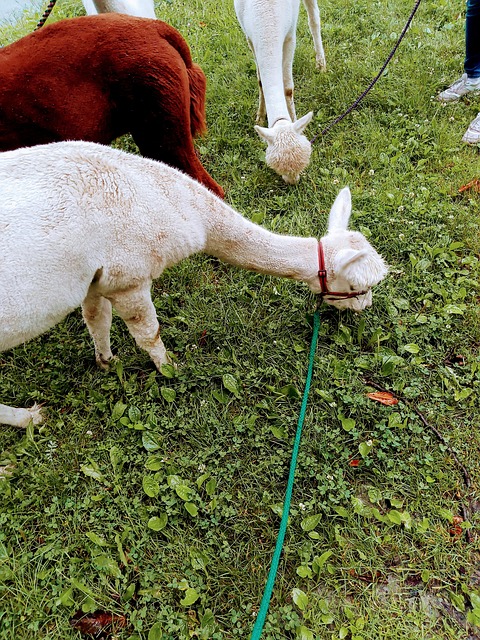 Free Lama Alpaca photo and picture