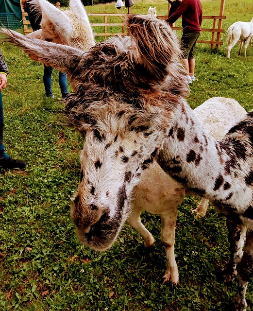 Free Lama Alpaca photo and picture