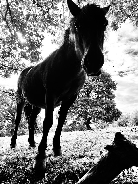 Hest, Pony, Dyr, Dyreliv, Pudsey, Leeds
