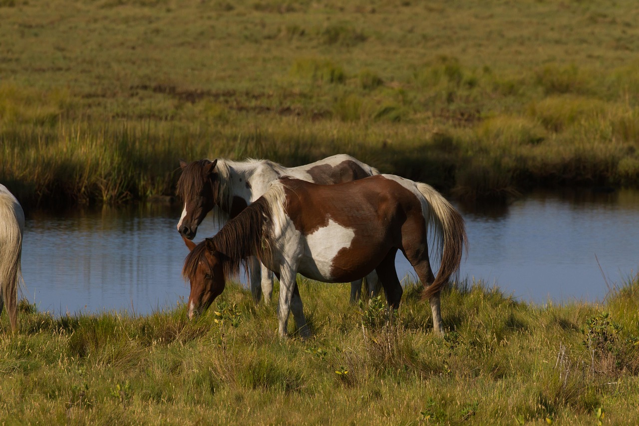 10+ Free Chincoteague Sziget & Chincoteague Images Pixabay
