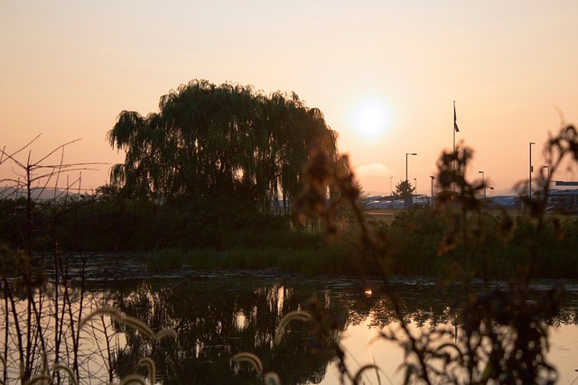 Free Willow Tree Sunset photo and picture