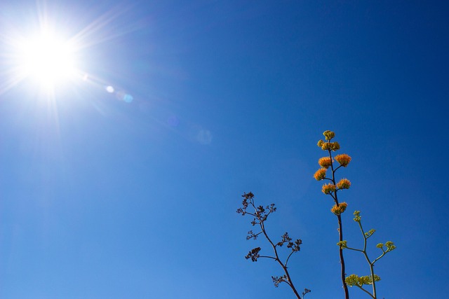 Free Sun Sunshine photo and picture