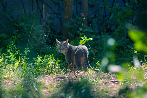 Free Cat Animal photo and picture
