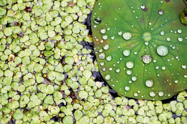 Free Lotus Leaf Duckweed photo and picture