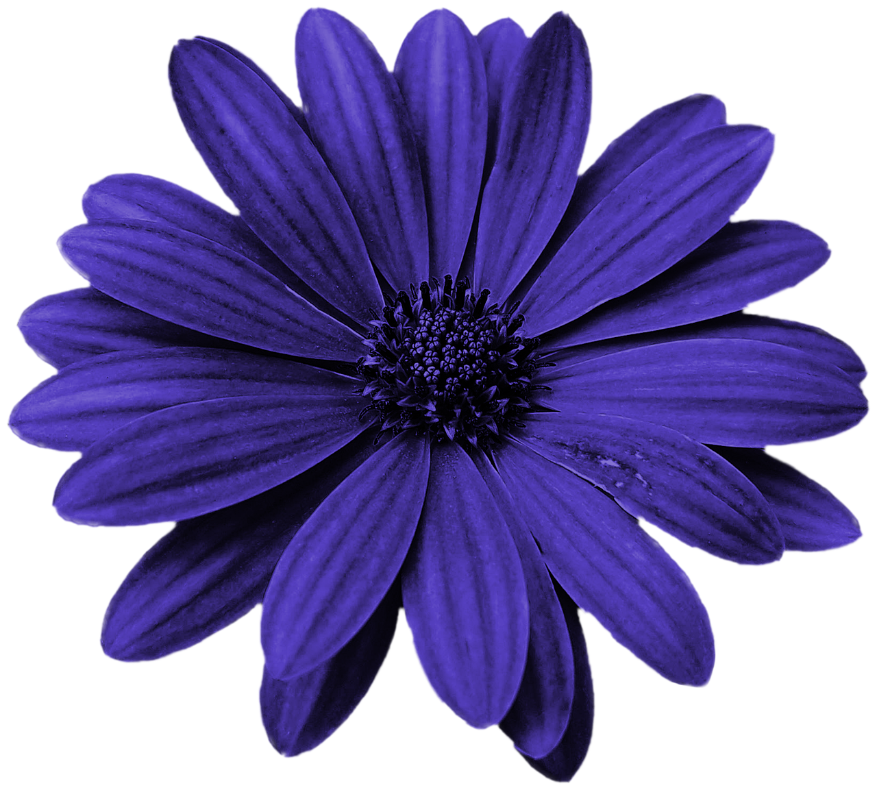 download-flower-blossom-bloom-royalty-free-stock-illustration-image