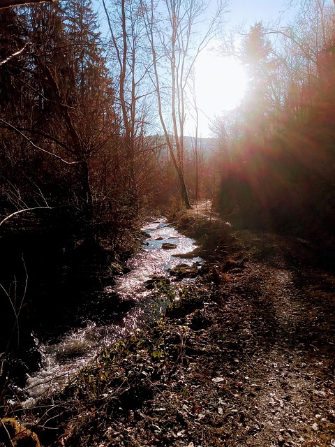 Free Trees River photo and picture