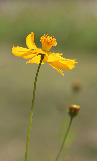 Blomst, Gul Blomst, Have, Natur, Flora