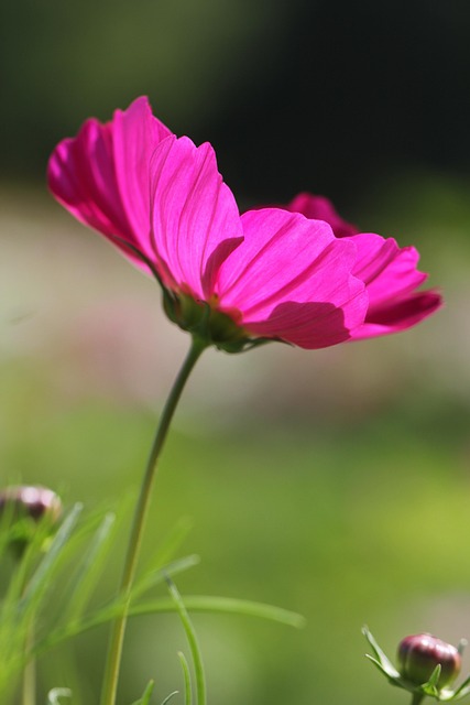 Havekosmos, Smukke Blomster, Kosmos