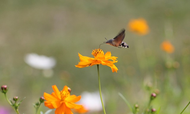 Gule Blomster, Smukke Blomster