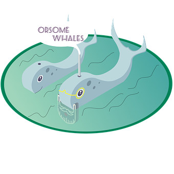 Ballenas, Naturaleza, Animales, Mar