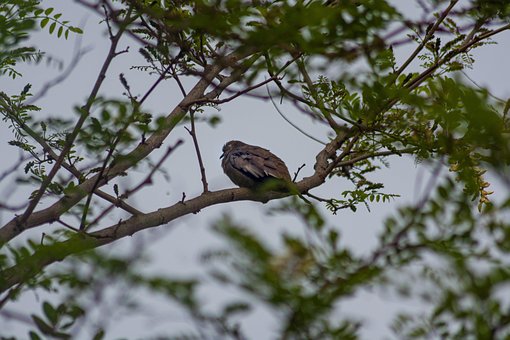 Free Sparrow Bird photo and picture