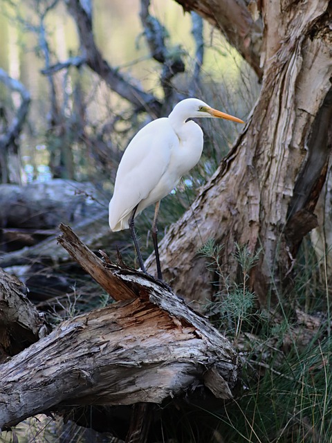 Free Egret Great Egret photo and picture