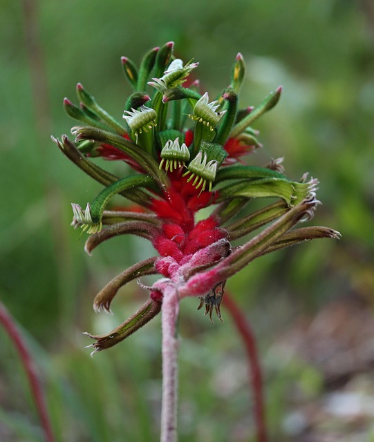 Free Kangaroo Paw Wildflower photo and picture