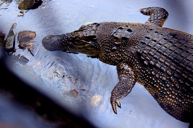 Free Crocodile Siamese Crocodile photo and picture