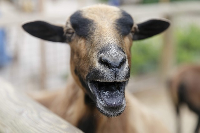 Free Goat Animal photo and picture