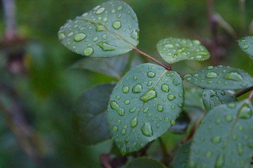 Blade, Løv, Regndråber, Natur