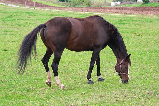 Hest, Eng, Græsgange, Natur, Dyr