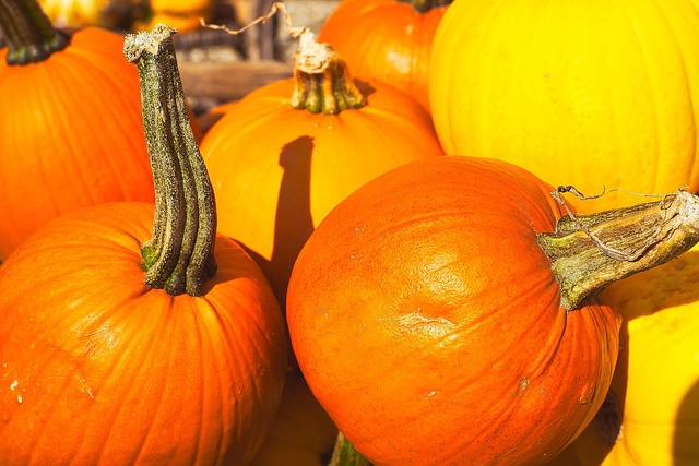 Free Fall Pumpkins photo and picture