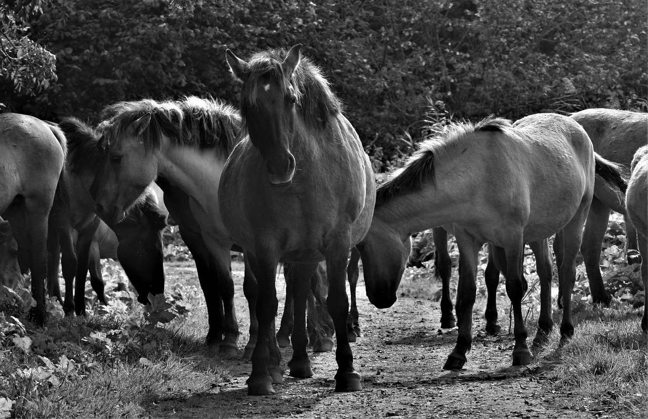 Horses - free online jigsaw puzzle photo