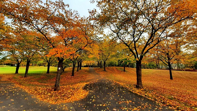 Cair, Floresta, Parque, Natureza