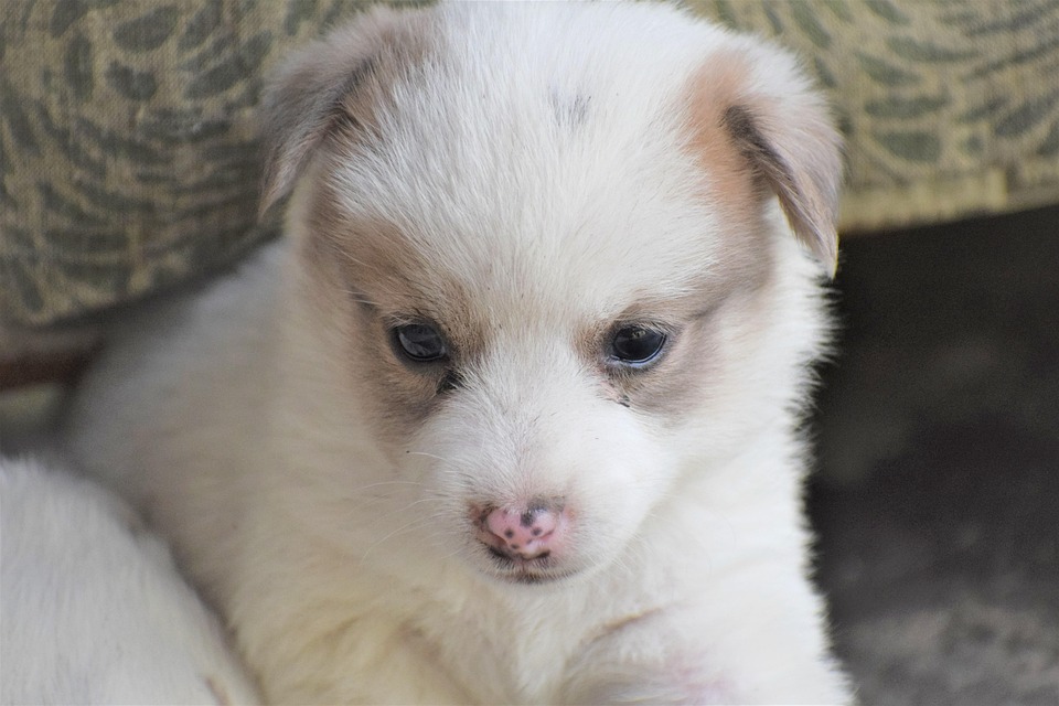 puppy-7478204_960_720.jpg