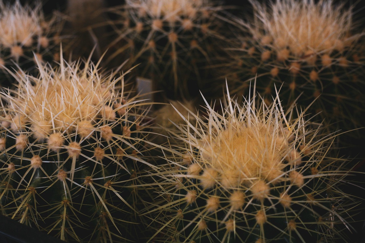 Golden Barrel Cacti - Free photo on Pixabay - Pixabay