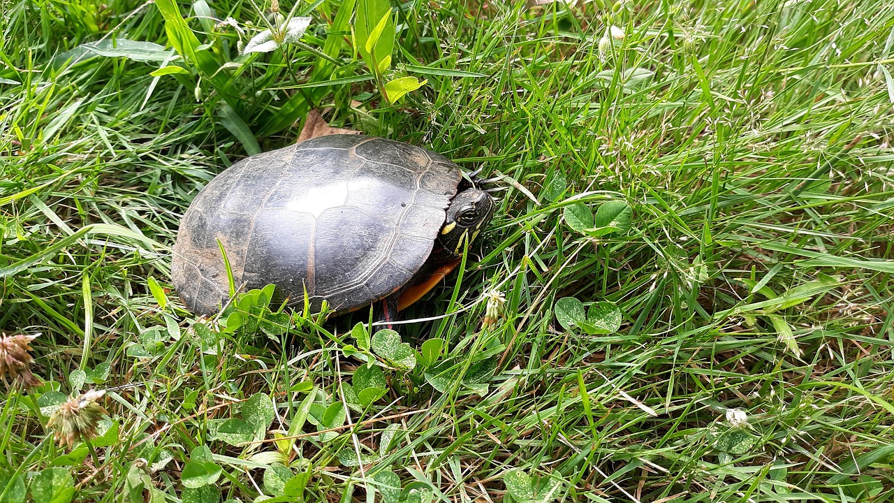 Schildkröte Teich Natur Kostenloses Foto auf Pixabay Pixabay