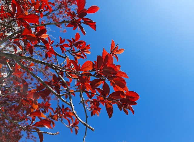 Arbre Rouge Chéri - Photo gratuite sur Pixabay - Pixabay