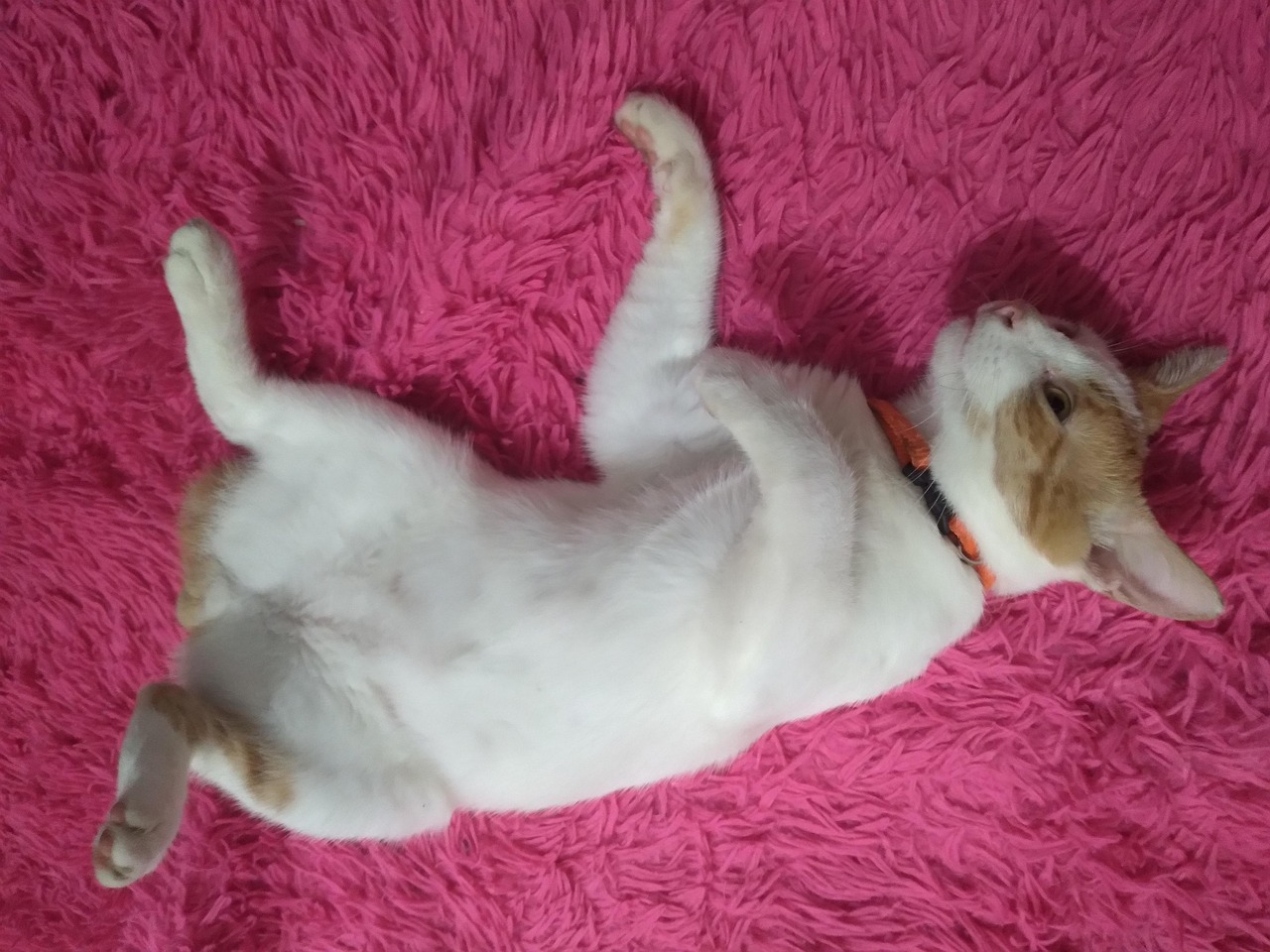chat avec des petite patte