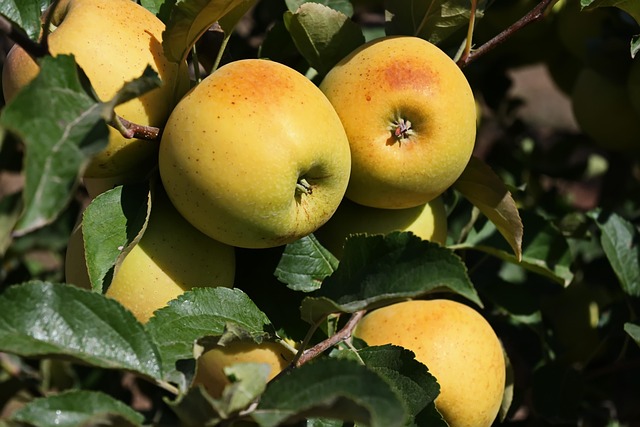 Apples Harvest Autumn Apple - Free photo on Pixabay - Pixabay