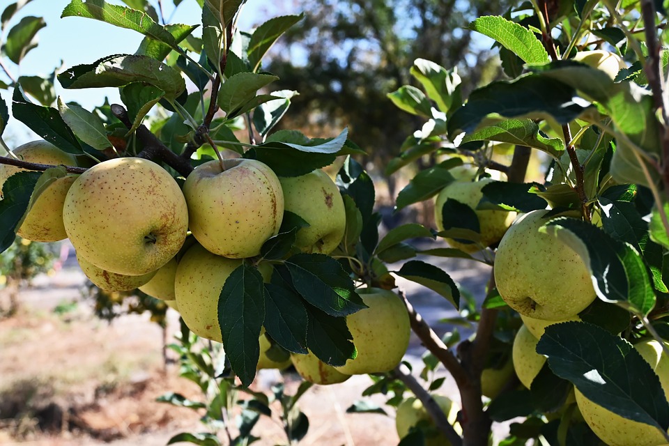 Apples Harvest Autumn Apple - Free photo on Pixabay