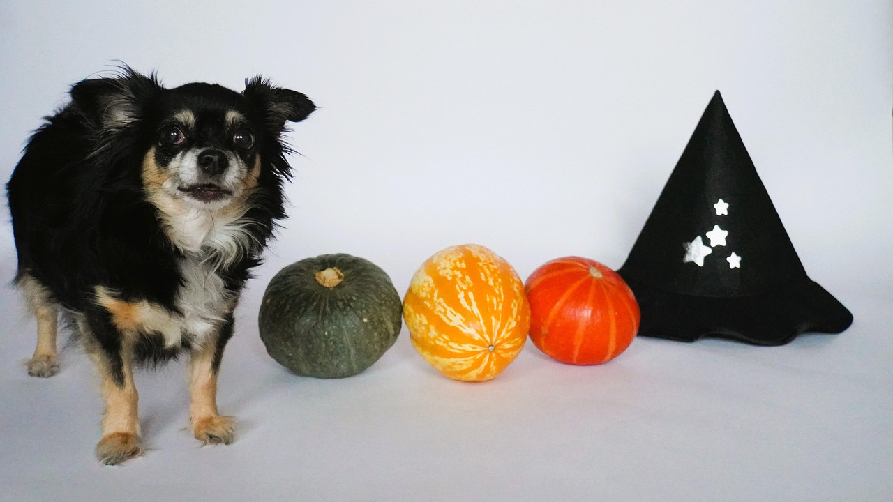 Halloween - free online jigsaw puzzle photo