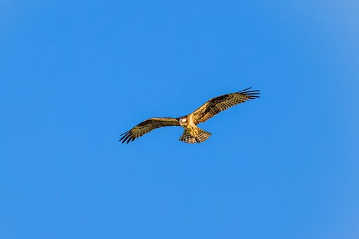 0以上の無料ミサゴ 鳥画像 Pixabay