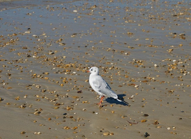 Free Seagull Bird photo and picture