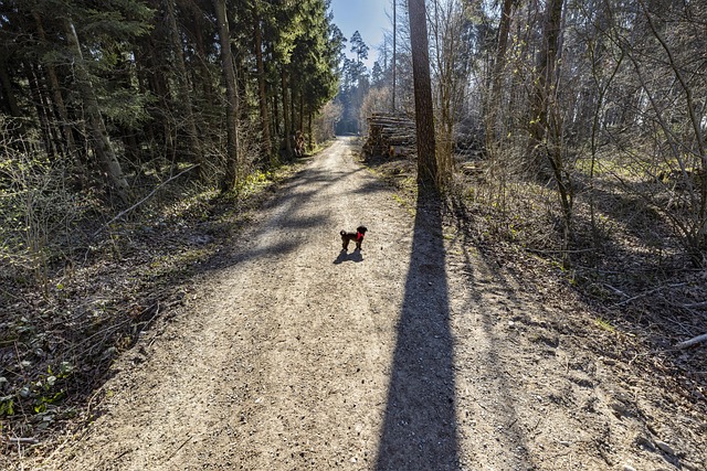 Free Forest Nature photo and picture