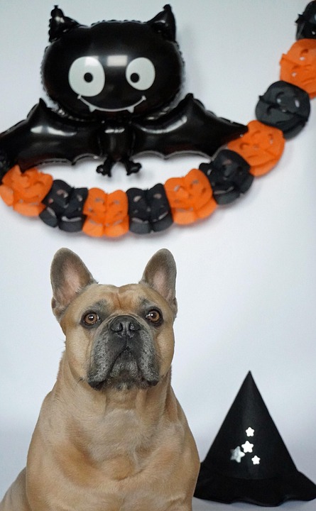 French Bulldog Dog Halloween Free photo on Pixabay