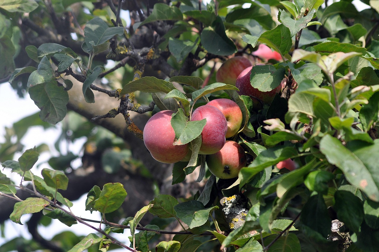Apples Fruits Apple Tree Fruit Free photo on Pixabay Pixabay