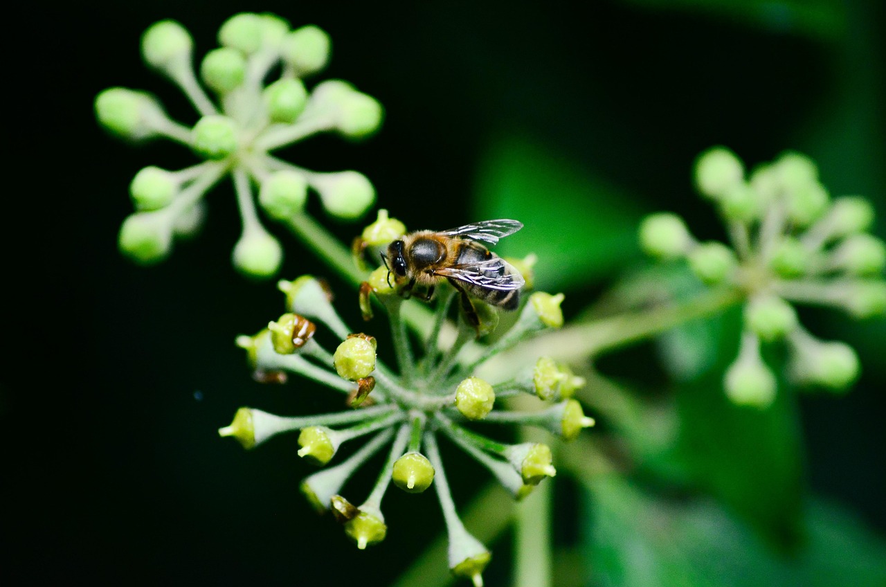 Bij Insect Bloemknoppen - Gratis foto op Pixabay