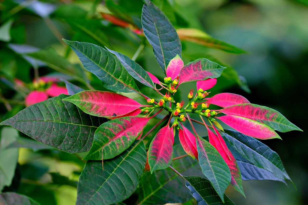 Poinsettia Plant Leaves Free photo on Pixabay