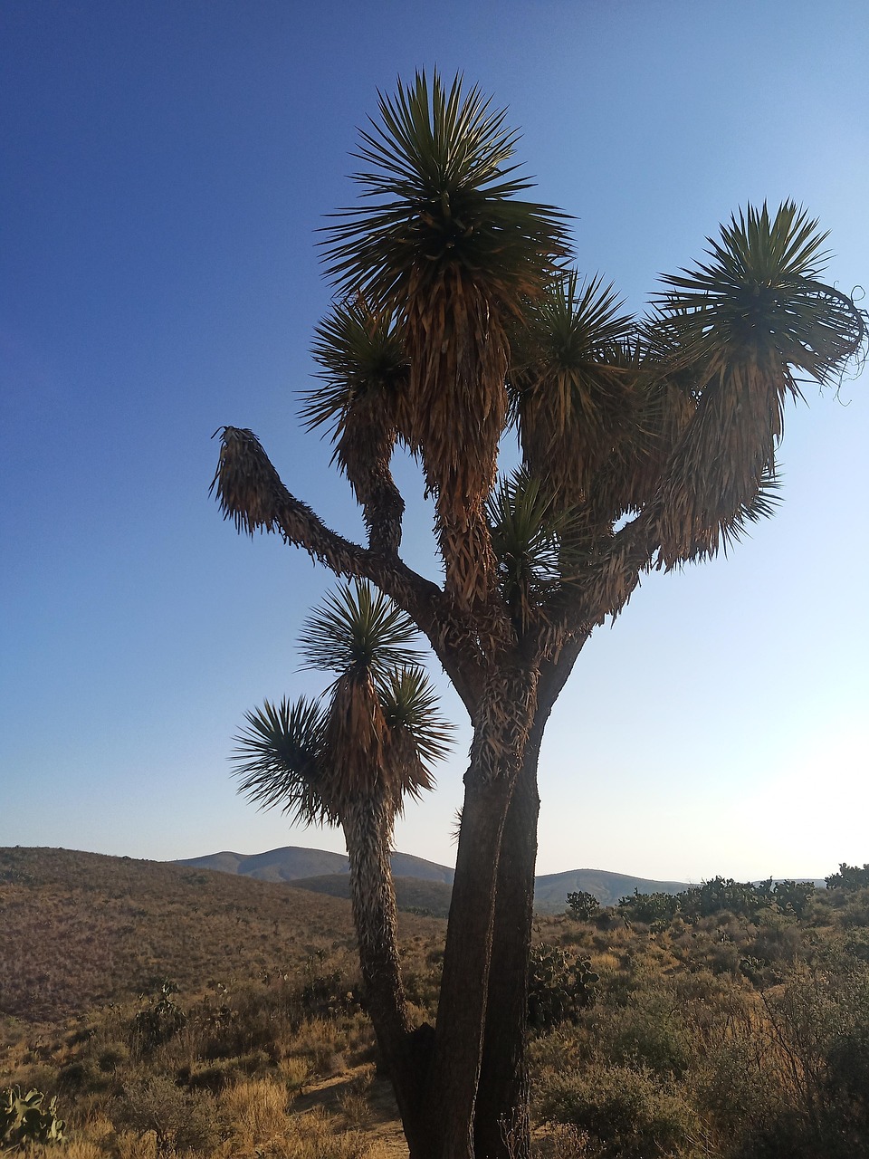 Western Desert Palma