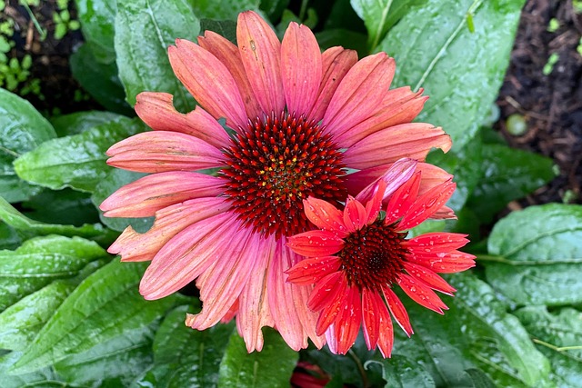 Zonnehoed, Rode Zonnehoed, Echinacea