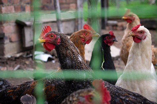 Pollos, Aves De Corral, Corral, Granja