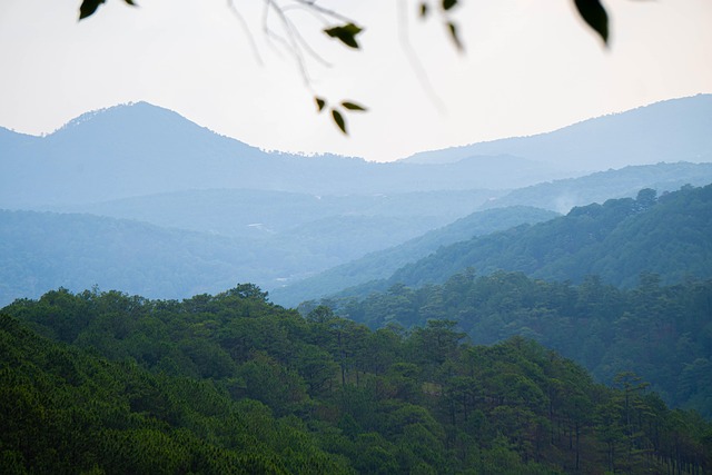 Free Mountain Forest photo and picture