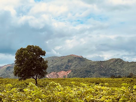Árbol, Naturaleza, Verde, Paisaje