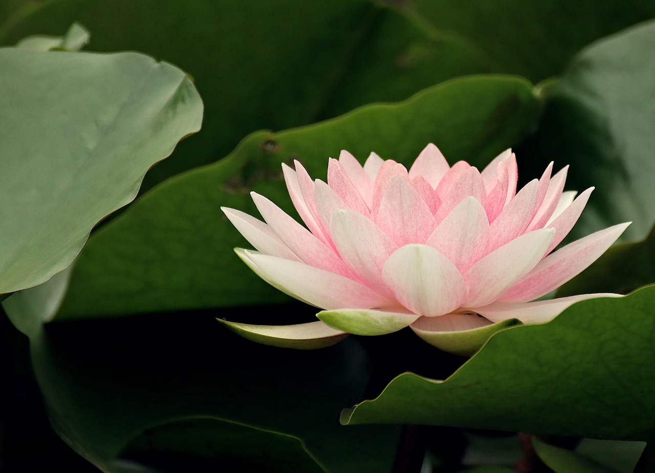 Water Lily Flower Nuphar Lutea Free photo on Pixabay Pixabay