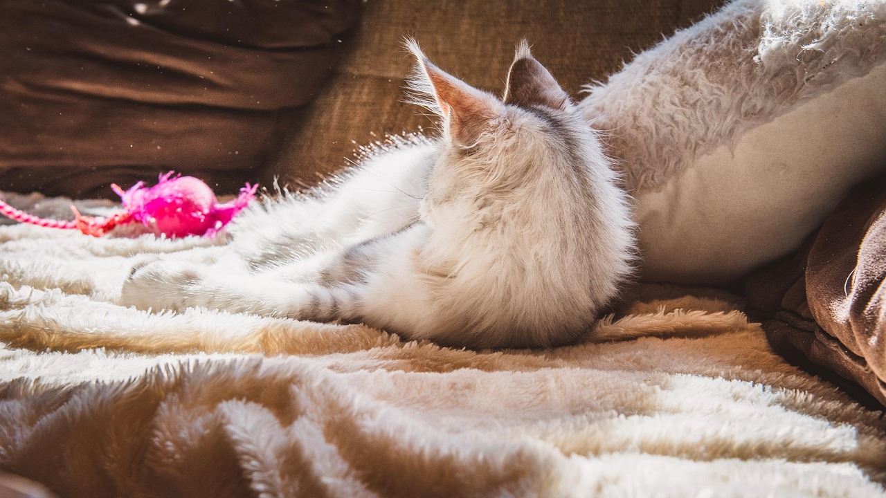 Cat Relax Couch Free photo on Pixabay Pixabay