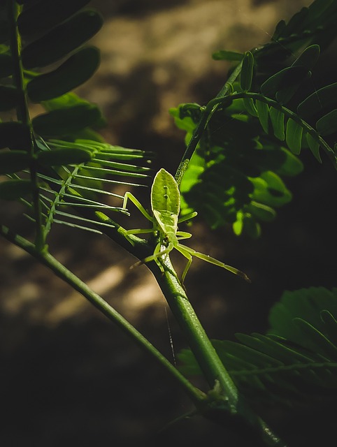 Free Insect Bug photo and picture